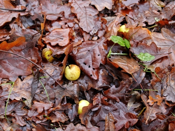Pommes des bois.jpg